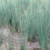 grass straws Compostable Alternatives Australia