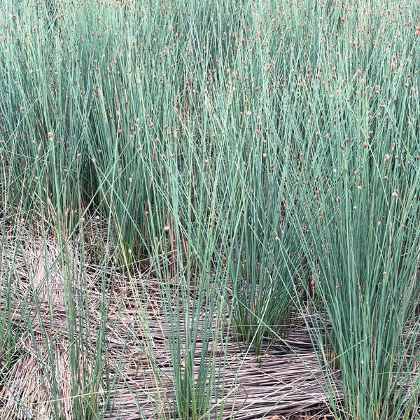 grass straws Compostable Alternatives Australia