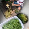 grass straws Compostable Alternatives Australia