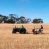 harvesting Mister rye straws in South Australia