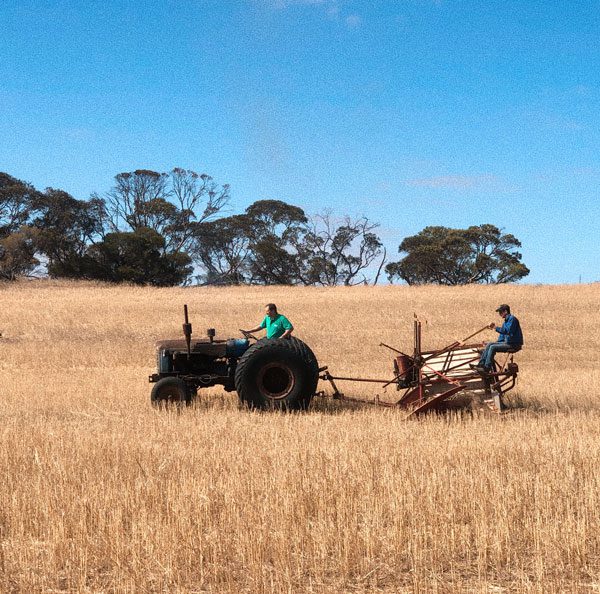 harvesting Mister rye straws in South Australia