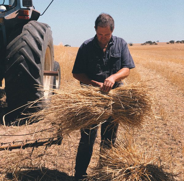 Mister rye straws working with australian farmers