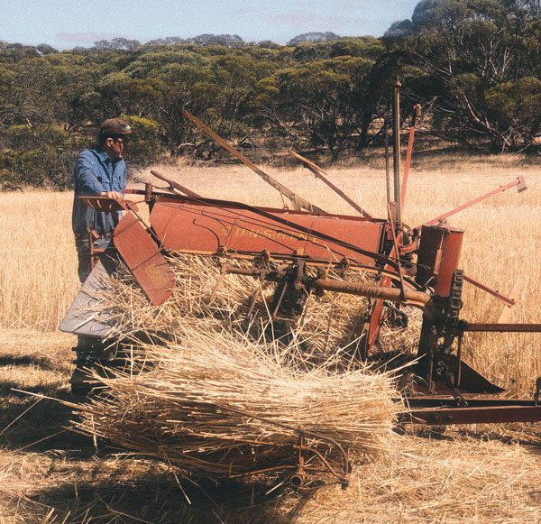 Mister RYE straws harvest in South Australia