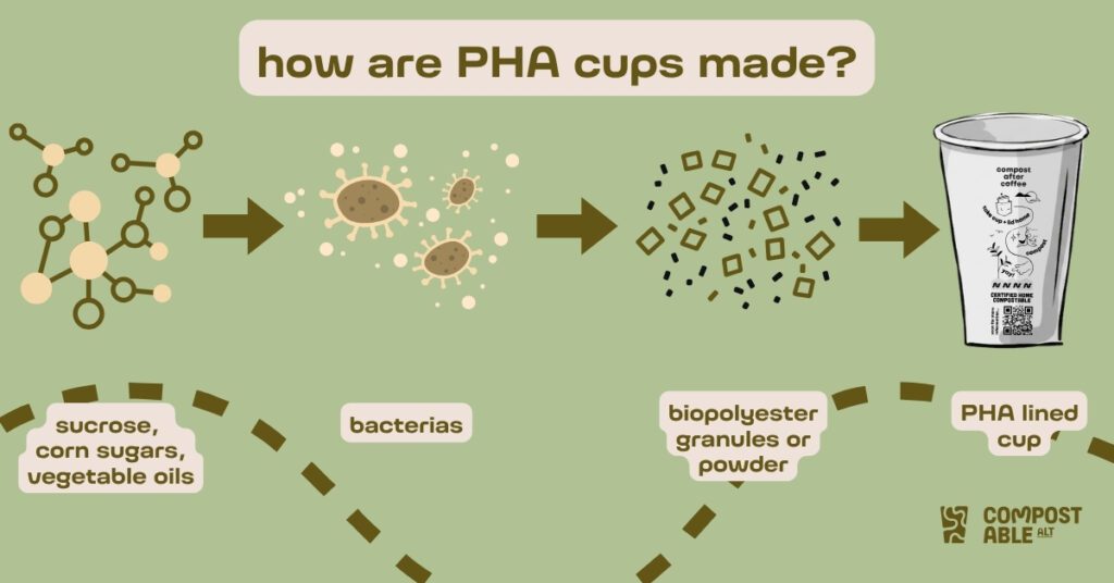 PHA cups: most eco friendly disposable coffee cups