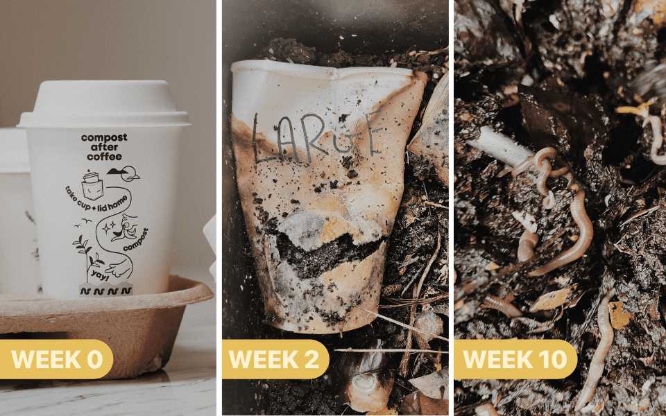 10weeksdecomposition